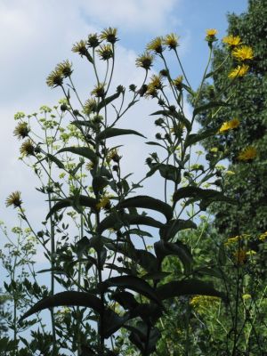 Inula helenium