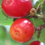 Cornus mas fruit (detail)