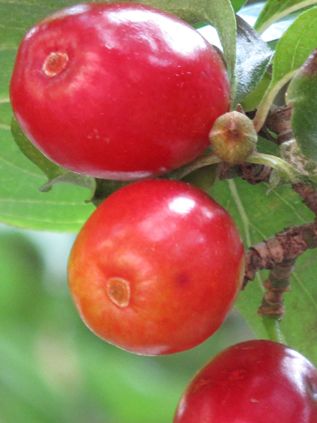 Cornus mas fruit (detail)