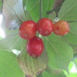 Cornus mas fruit