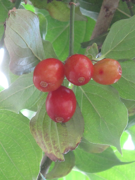 Cornus mas fruit