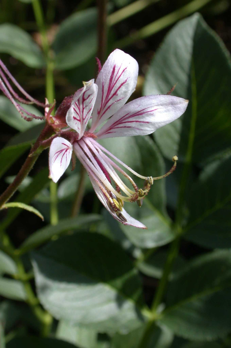 Dictamnus albus in Flower