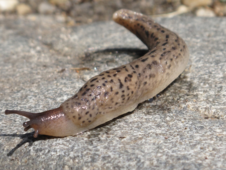 Garden Slug Extended