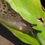 Garden Slug on a Leaf
