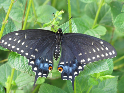 Black Swallowtail Dorsal View