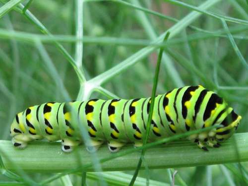 Black Swallowtail Fourth and Final Form 