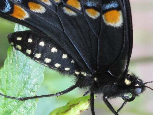 Black Swallowtail Ventral View