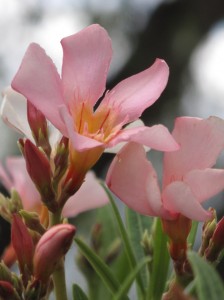 Nerium oleander (detail)