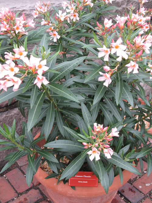 Nerium oleander