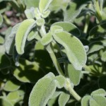 Salvia fruticosa