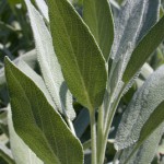 Salvia officinalis