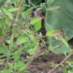 Chenopodium album