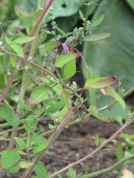 Chenopodium album