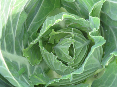 Collard Seen from Above