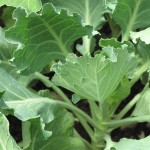 Collard Profile