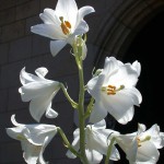 Madonna lily (<i>Lilum candidum</i>)