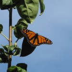 Monarch: Dorsal View