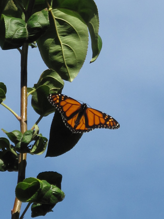 Monarch: Dorsal View