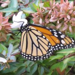 Monarch Feeding