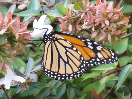 Monarch Feeding