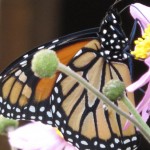 Monarch: Ventral View