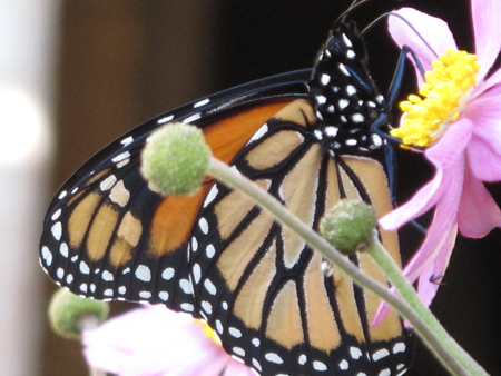 Monarch: Ventral View