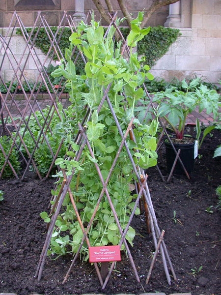 Pisum sativum arvense 'Blue Pod Capucijners'