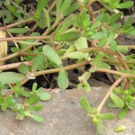 Portulaca oleracea