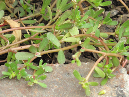 Portulaca oleracea