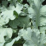 Sea Kale