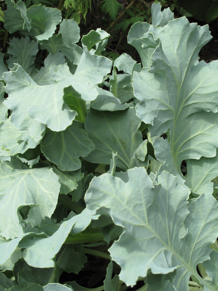 Sea Kale