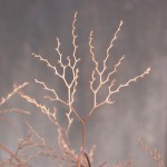 Calamintha nepeta Stems