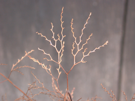 Calamintha nepeta Stems