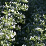 Calamintha nepeta in August