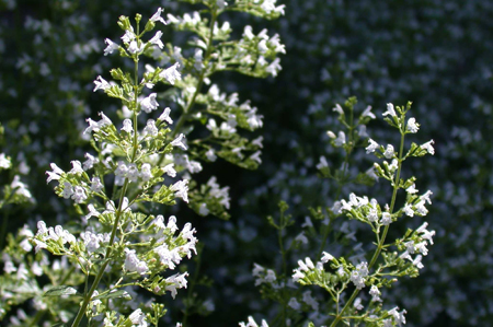 Calamintha nepeta in August