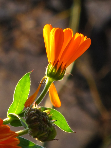 Calendula in Winter