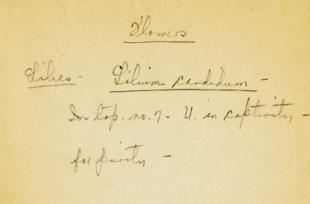 M. Freeman Note on Identification of Lily