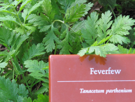 Tanacetum parthenium with label