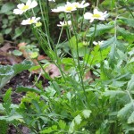 Tanacetum parthenium