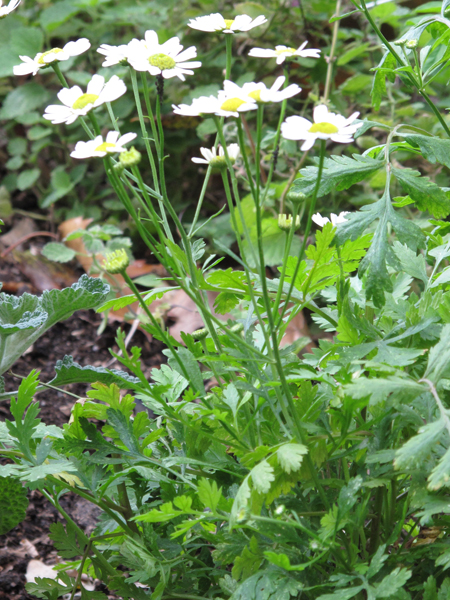 Tanacetum parthenium