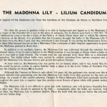 Text of Brochure for French Bulbs