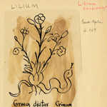 Tracing Lilium pseudo apul (thumbnail)