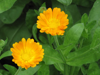 calendula-officinalis-open_200