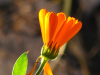 calendula-profile-winter_200