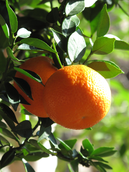 Citrus aurantium var. myrtifolia (detail)
