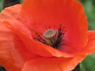 Corn poppy