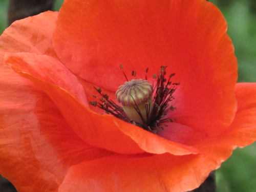 Corn Poppy (Papaver rhoeas)