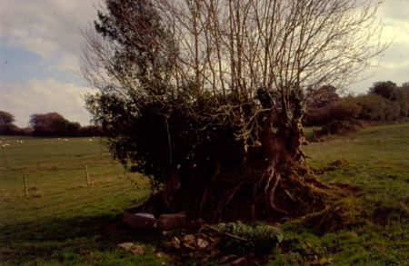 Coppice stool