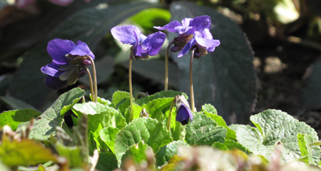 Sweet Violet under Quince