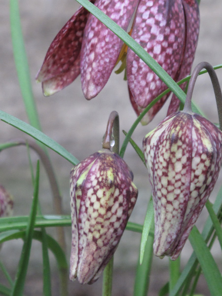 Fritillaria meleagris